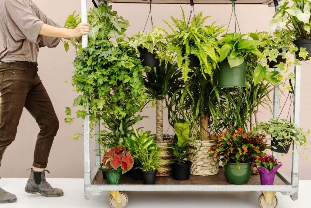 Plant Delivery: Your Guide To Buying These Products Online